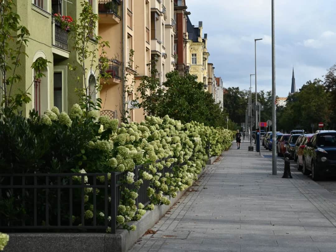 200 Żabek w Szczecinie: Poznaj sekrety zielonej ekspansji